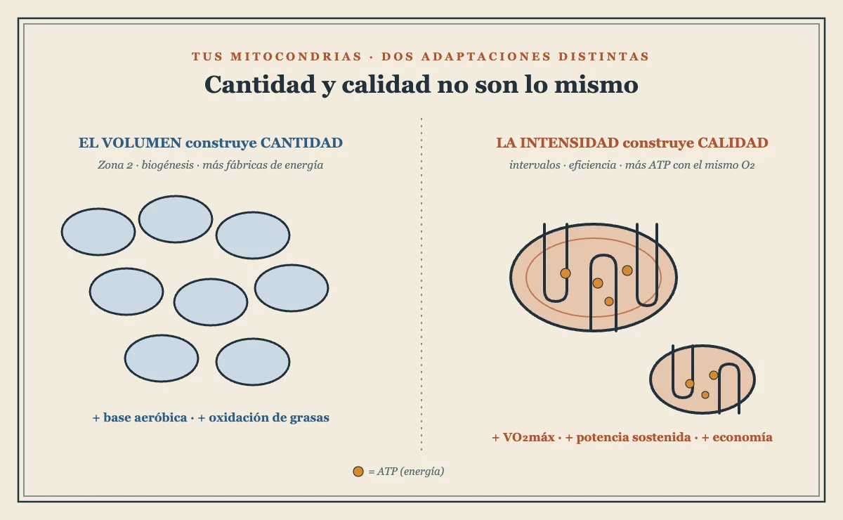 Biogénesis frente a eficiencia mitocondrial: cómo el volumen y la intensidad mejoran las mitocondrias — TSB