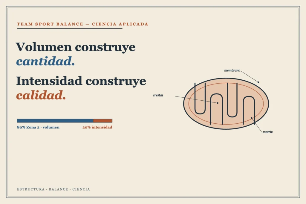 Volumen construye cantidad, intensidad construye calidad — mitocondria y modelo 80/20 — Team Sport Balance
